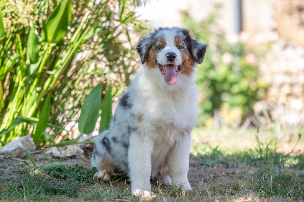 du Feeling de Nolister - Chiots disponibles - Berger Australien