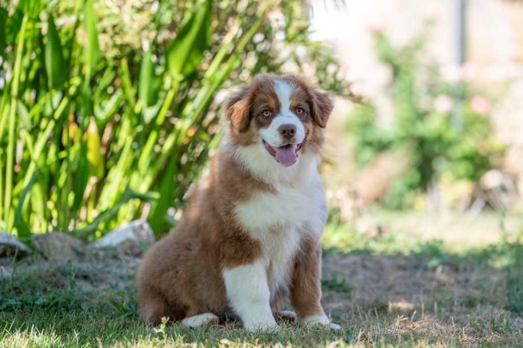 du Feeling de Nolister - Chiots disponibles - Berger Australien