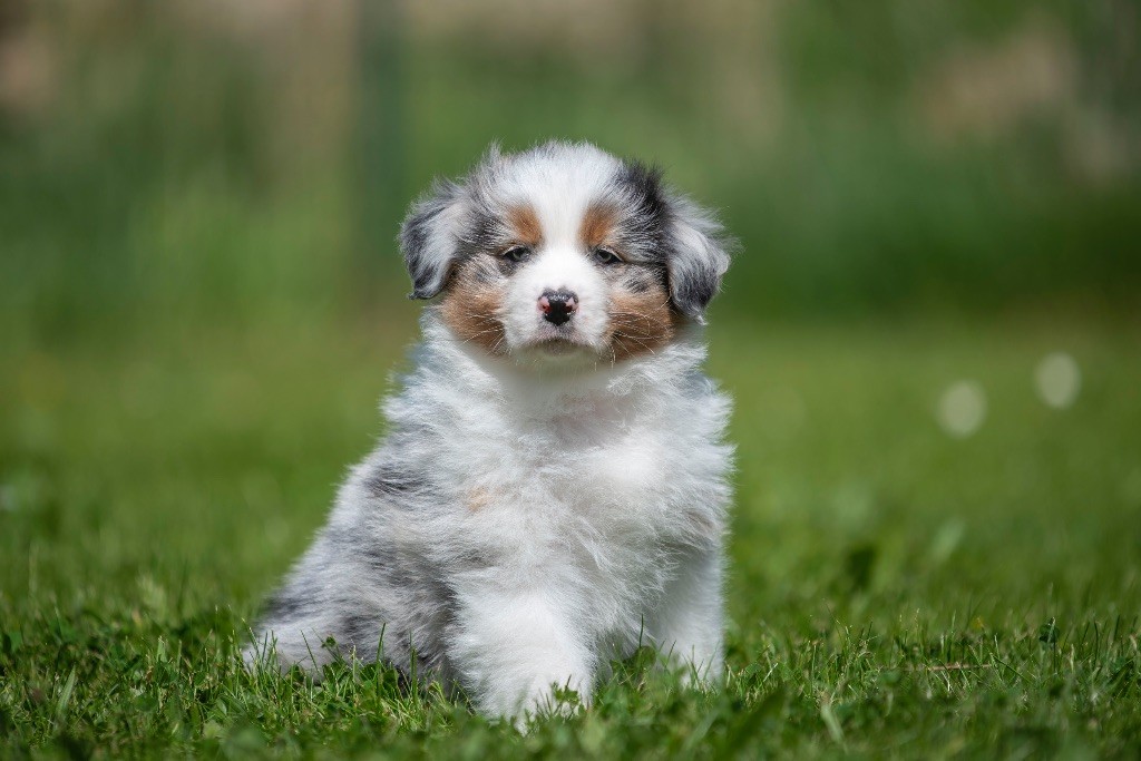 du Feeling de Nolister - Chiots disponibles - Berger Australien
