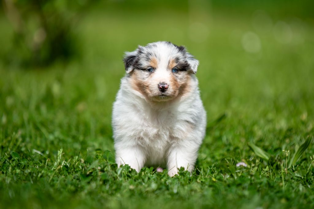 du Feeling de Nolister - Chiots disponibles - Berger Australien