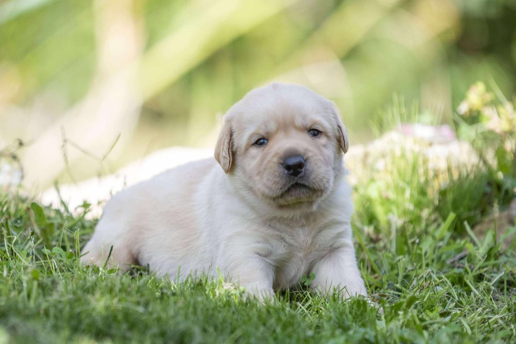du Feeling de Nolister - Chiots disponibles - Labrador Retriever